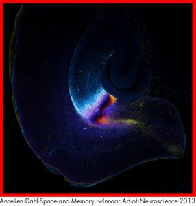 Annelene-Dahl Space and Memory, winnaar Art of Neuroscience 2013 met rand
